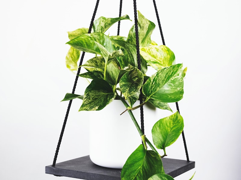 世界杯决赛颁奖典礼大力神杯特写